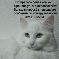 Подробнее об объявлении «Пропала кошка Смоленск» Фото: пропала кошка  «Пропала кошка Смоленск» в г. Смоленск