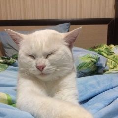 Подробнее об объявлении «Пропала кошка Кострома» Фото: пропала кошка  «Пропала кошка Кострома» в г. Кострома