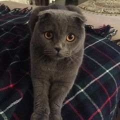 Подробнее об объявлении «Орел Пропал кот прорыл кот, нашедшему вознаграждение и о» Фото: пропала кошка  «Орел Пропал кот прорыл кот, нашедшему...» в г. Орел