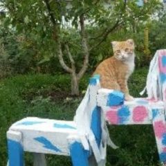 Подробнее об объявлении «Пропал кот рыжий кот веслоухий Самара» Фото: пропала кошка  «Пропал кот рыжий кот веслоухий Самара» в г. Самара