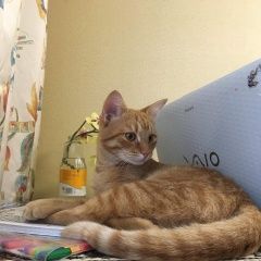 Подробнее об объявлении «Москва Пропал кот рыжий кот» Фото: пропала кошка  «Москва Пропал кот рыжий кот» в г. Москва