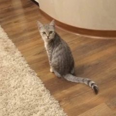 Подробнее об объявлении «Пропала кошка котенок Ставрополь» Фото: пропала кошка  «Пропала кошка котенок Ставрополь» в г. Ставрополь