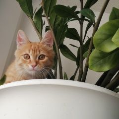 Подробнее об объявлении «Химки Пропал котёнок 3 месяца» Фото: пропала кошка  «Химки Пропал котёнок 3 месяца» в г. Химки