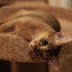 Подробнее об объявлении «Пропал кот Оренбург» Фото: пропала кошка Абиссинская «Пропал кот Оренбург» в г. Оренбург