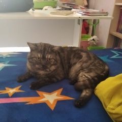 Подробнее об объявлении «Екатеринбург Пропал кот» Фото: пропала кошка Британская короткошерстная «Екатеринбург Пропал кот» в г. Екатеринбург