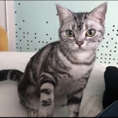Подробнее об объявлении «Коломна Пропала кошка» Фото: пропала кошка Американская короткошерстная «Коломна Пропала кошка» в г. Коломна