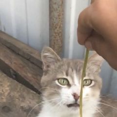 Подробнее об объявлении «Анапа Пропал кот» Фото: пропала кошка  «Анапа Пропал кот» в г. Анапа