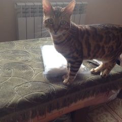 Подробнее об объявлении «Пропал кот Батайск» Фото: пропала кошка  «Пропал кот Батайск» в г. Батайск