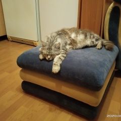 Подробнее об объявлении «Пропала кошка кот Ростов-на-Дону» Фото: пропала кошка  «Пропала кошка кот Ростов-на-Дону» в г. Ростов-на-Дону