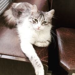 Подробнее об объявлении «Пропала кошка Ставрополь» Фото: пропала кошка Мейн-кун «Пропала кошка Ставрополь» в г. Ставрополь