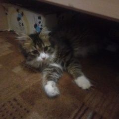 Подробнее об объявлении «Пропала кошка кот, пушистый, ласковый Омск» Фото: пропала кошка  «Пропала кошка кот, пушистый, ласковый Омск» в г. Омск