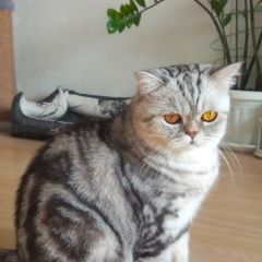 Подробнее об объявлении «Пермь Пропала кошка» Фото: пропала кошка  «Пермь Пропала кошка» в г. Пермь