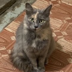 Подробнее об объявлении «Анапа Пропала кошка» Фото: пропала кошка  «Анапа Пропала кошка» в г. Анапа