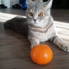 Подробнее об объявлении «Чехов Пропала кошка» Фото: пропала кошка  «Чехов Пропала кошка» в г. Чехов