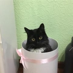 Подробнее об объявлении «Москва Пропала кошка северное тушино» Фото: пропала кошка  «Москва Пропала кошка северное тушино» в г. Москва