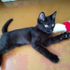 Подробнее об объявлении «Пропал кот чёрный молодой кот Электросталь» Фото: пропала кошка  «Пропал кот чёрный молодой кот Электросталь» в г. Электросталь