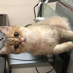 Подробнее об объявлении «Москва Пропала кошка» Фото: пропала кошка Британская короткошерстная «Москва Пропала кошка» в г. Москва