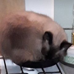 Подробнее об объявлении «Новозыбков Пропала кошка» Фото: пропала кошка  «Новозыбков Пропала кошка» в г. Новозыбков