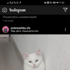 Подробнее об объявлении «Пропала кошка Уфа» Фото: пропала кошка Турецкая ангора «Пропала кошка Уфа» в г. Уфа