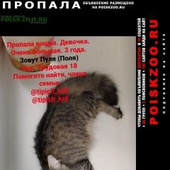 Подробнее об объявлении «Пропала кошка Краснодар» Фото: пропала кошка  «Пропала кошка Краснодар» в г. Краснодар