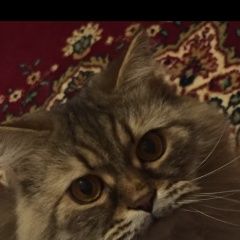 Подробнее об объявлении «Пропал кот Калуга» Фото: пропала кошка  «Пропал кот Калуга» в г. Калуга