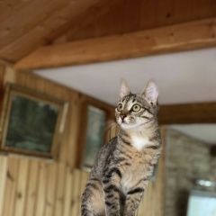 Подробнее об объявлении «Пропала кошка Уфа» Фото: пропала кошка  «Пропала кошка Уфа» в г. Уфа