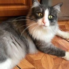 Подробнее об объявлении «Москва Пропал кот» Фото: пропала кошка Сибирская «Москва Пропал кот» в г. Москва