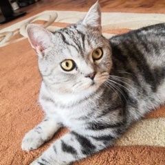 Подробнее об объявлении «Пропал кот Балашиха» Фото: пропала кошка  «Пропал кот Балашиха» в г. Балашиха