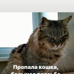 Подробнее об объявлении «Саратов Пропала кошка кошке 15 лет» Фото: пропала кошка Сибирская «Саратов Пропала кошка кошке 15 лет» в г. Саратов