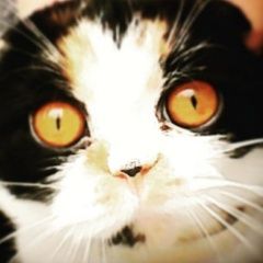 Подробнее об объявлении «Нижний Новгород Пропала кошка очень ждём нашу кошку» Фото: пропала кошка Скоттиш фолд (шотландская вислоухая) «Нижний Новгород Пропала кошка очень ждём нашу...» в г. Нижний Новгород