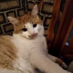 ����: ������� �����  ������� ��� ��. ������ � �. ������