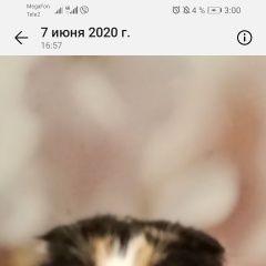 Подробнее об объявлении «Нижний Новгород Пропала кошка пропелла кошка пеппа» Фото: пропала кошка  «Нижний Новгород Пропала кошка пропелла кошка пеппа» в г. Нижний Новгород