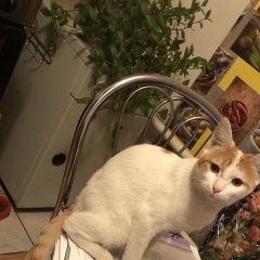 Подробнее об объявлении «Пропал кот Оренбург» Фото: пропала кошка  «Пропал кот Оренбург» в г. Оренбург