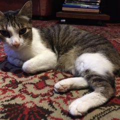 Подробнее об объявлении «Ангарск Пропала кошка..» Фото: пропала кошка  «Ангарск Пропала кошка..» в г. Ангарск