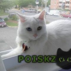 Подробнее об объявлении «Пропала кошка турецкая ангора Воскресенск» Фото: пропала кошка Турецкая ангора «Пропала кошка турецкая ангора Воскресенск» в г. Воскресенск