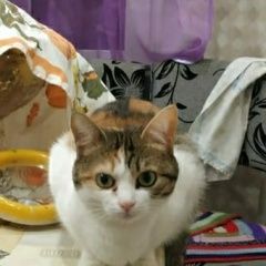 Подробнее об объявлении «Москва Пропала кошка» Фото: пропала кошка  «Москва Пропала кошка» в г. Москва