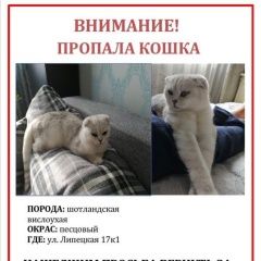 Подробнее об объявлении «Москва Пропала кошка» Фото: пропала кошка  «Москва Пропала кошка» в г. Москва