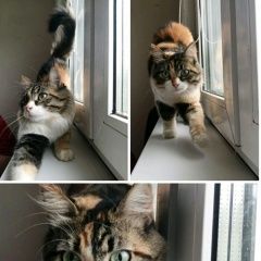 Подробнее об объявлении «Пропала кошка Дмитров» Фото: пропала кошка  «Пропала кошка Дмитров» в г. Дмитров