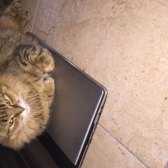 Подробнее об объявлении «Москва Пропала кошка» Фото: пропала кошка  «Москва Пропала кошка» в г. Москва