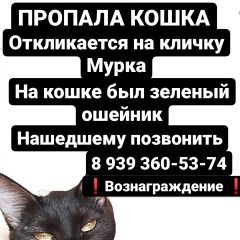 Подробнее об объявлении «Казань Пропала кошка черная кошка с зеленым ошейником» Фото: пропала кошка  «Казань Пропала кошка черная кошка с зеленым...» в г. Казань
