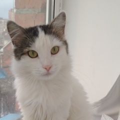 Подробнее об объявлении «Пропал кот Краснодар» Фото: пропала кошка  «Пропал кот Краснодар» в г. Краснодар