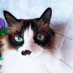 Подробнее об объявлении «Ангарск Пропала кошка» Фото: пропала кошка  «Ангарск Пропала кошка» в г. Ангарск