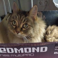 Подробнее об объявлении «Москва Пропала кошка» Фото: пропала кошка  «Москва Пропала кошка» в г. Москва