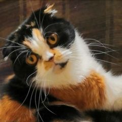 Подробнее об объявлении «Нижний Новгород Пропала кошка пеппа» Фото: пропала кошка  «Нижний Новгород Пропала кошка пеппа» в г. Нижний Новгород