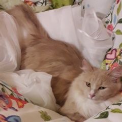Подробнее об объявлении «Ярославль Пропала кошка» Фото: пропала кошка  «Ярославль Пропала кошка» в г. Ярославль