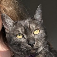 Подробнее об объявлении «Иркутск Пропал кот» Фото: пропала кошка  «Иркутск Пропал кот» в г. Иркутск