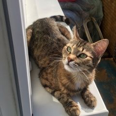 Подробнее об объявлении «Химки Пропала кошка» Фото: пропала кошка  «Химки Пропала кошка» в г. Химки