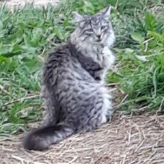 Подробнее об объявлении «Москва Пропала кошка м. первомайская» Фото: пропала кошка  «Москва Пропала кошка м. первомайская» в г. Москва