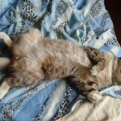 Подробнее об объявлении «Жуковский Пропал кот мурзик.» Фото: пропала кошка  «Жуковский Пропал кот мурзик.» в г. Жуковский