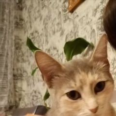 Подробнее об объявлении «Пропала кошка мурка Самара» Фото: пропала кошка  «Пропала кошка мурка Самара» в г. Самара
